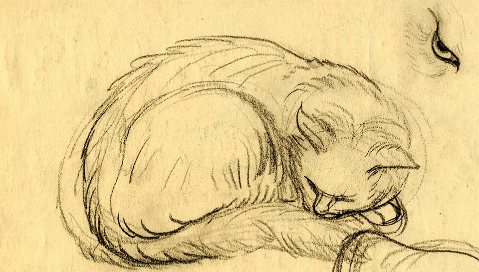 pencil sketch of sleeping cat