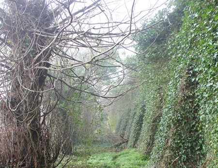 ivy wall