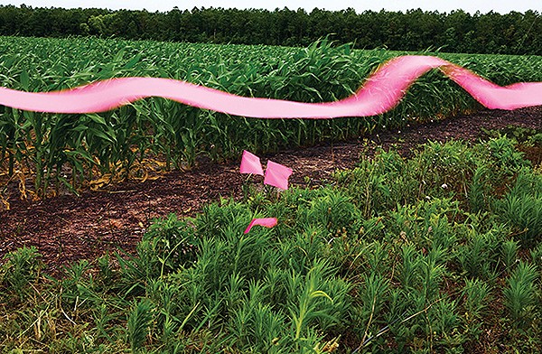 "Cornfield" "Cornfield"