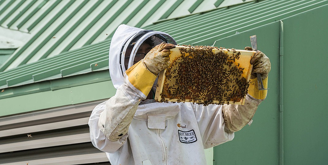 A beekeeper checks the hive atop Fulton Hall. A beekeeper checks the hive atop Fulton Hall.