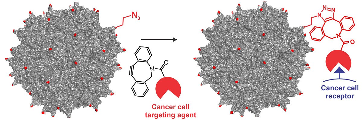 Researchers incorporated engineered amino acids into the colored sites shown on an adeno-associated virus to build a cancer-cell targeting gene therapy. Researchers incorporated engineered amino acids into the colored sites shown on an adeno-associated virus to build a cancer-cell targeting gene therapy.
