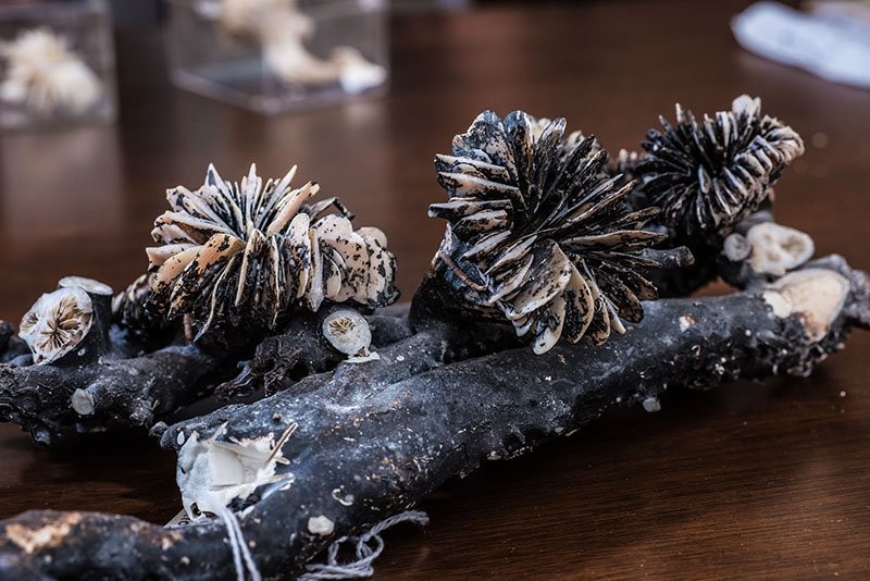 A piece of coral