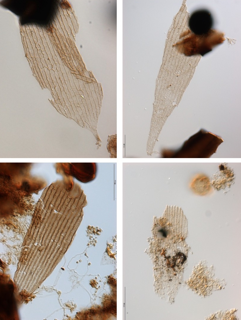 Examples of fossilized Lepidoptera scales Examples of the oldest wing and body scales of primitive moths from the Schandelah-1 core photographed with transmitted light (magnification 630x). The scales are part of palynological preparations and occur together with fossil pollen grains and other organic plant remains. Size of the images (h) approx. 85 micrometer (w) approx. 65 micrometer. Photos by Bas van de Schootbrugge, Ultrecht University, Netherlands. Examples of fossilized Lepidoptera scales Examples of the oldest wing and body scales of primitive moths from the Schandelah-1 core photographed with transmitted light (magnification 630x). The scales are part of palynological preparations and occur together with fossil pollen grains and other organic plant remains. Size of the images (h) approx. 85 micrometer (w) approx. 65 micrometer. Photos by Bas van de Schootbrugge, Ultrecht University, Netherlands.