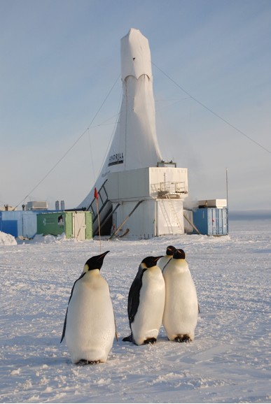 Penguins at the study site Penguins at the study site