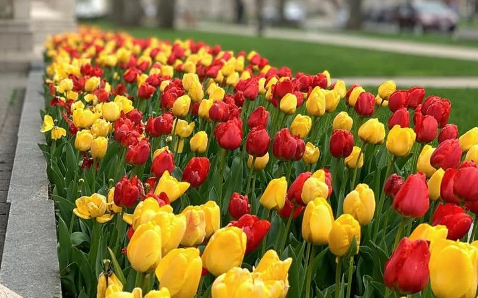 Tulips on BC campus