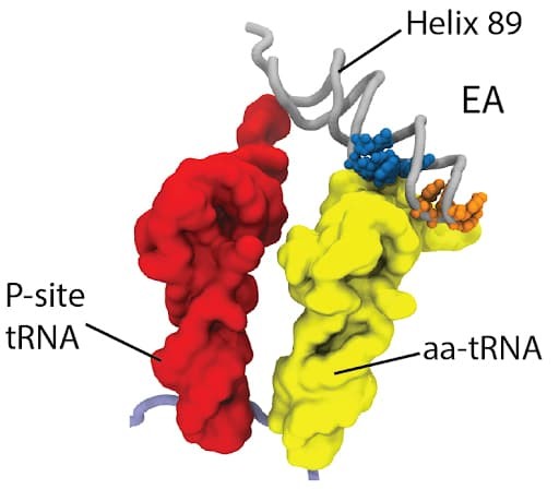 Diffuse Ions Coordinate Dynamics in a Ribonucleoprotein Assembly