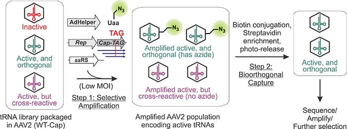 Virus-assisted directed evolution of enhanced suppressor tRNAs in mammalian cells