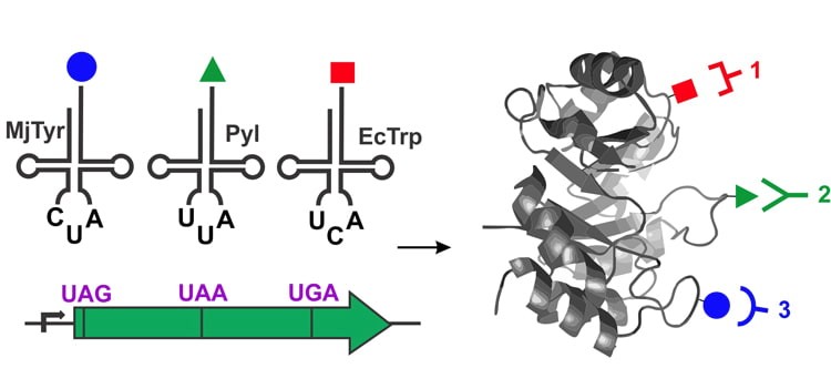 Catalytic Radical Process for Enantioselective Amination of C(sp3)‐H Bonds