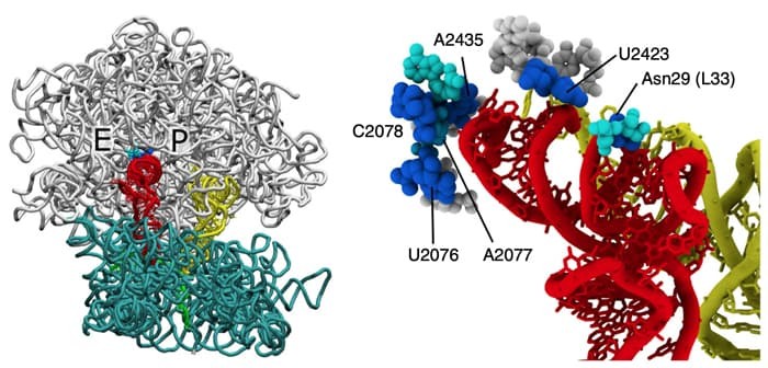 A steric gate controls P/E hybrid-state formation of tRNA on the ribosome