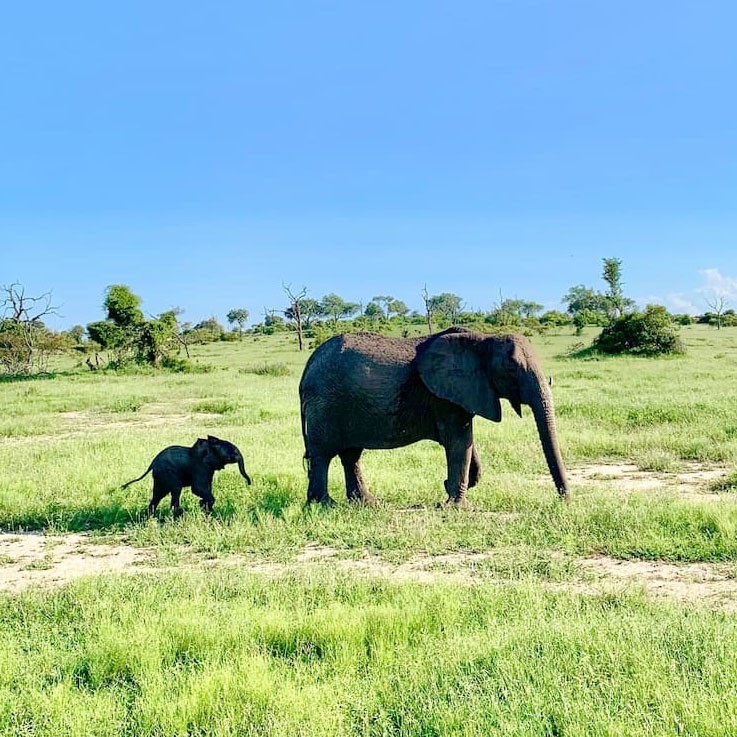 Isabel Faherty '21 took this photo of elephants in Kruger National Park, South Africa's largest nature reserve, while studying in the country this year.