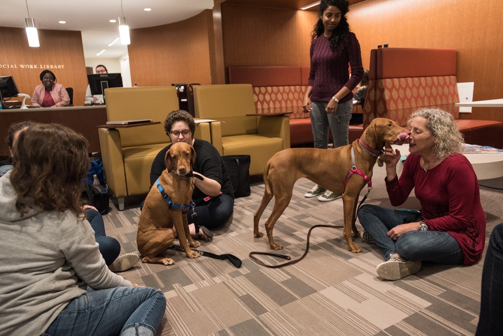Schnitzel and Tex, two Vizsla therapy dogs at the School of Social Work Library.