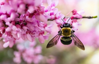 what companies are doing for earth day