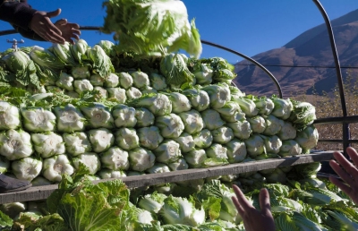 food supply chain - 1