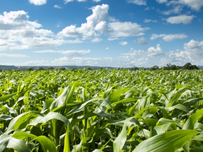 sustainability-agriculture-140935382