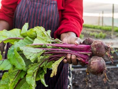 sustainability-agriculture-farming-538326848