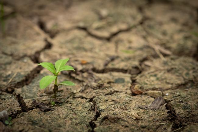 image of leaf growing in dried out dirt