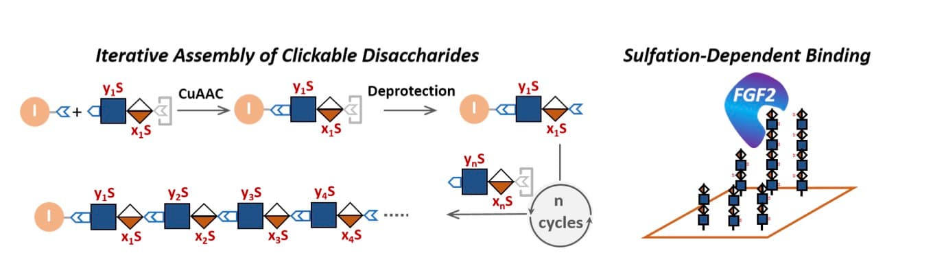 “Clickable Disaccharides” Lead to Efficient Assembly of Glycomimetics