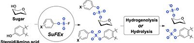 ChemicalTools to Study Carbohydrate and Protein Sulfation