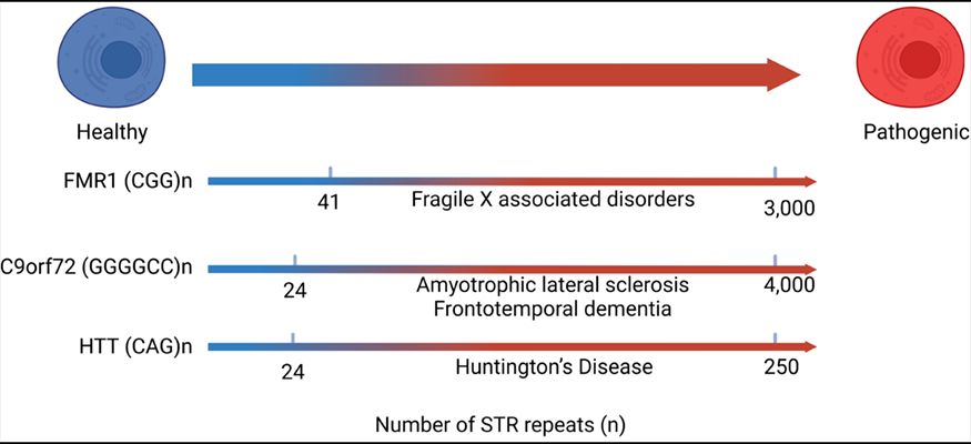 Detection of short tandem repeats (STRs) RNA