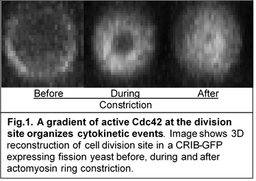 3D reconstruction of cell division site in a CRIB-GFP