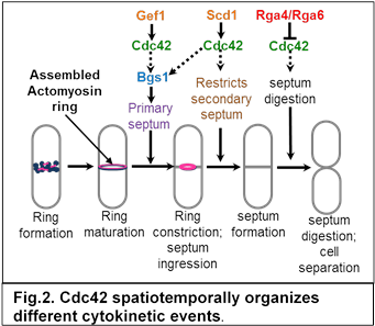 The old ends of fission yeast cells initiating growth after division