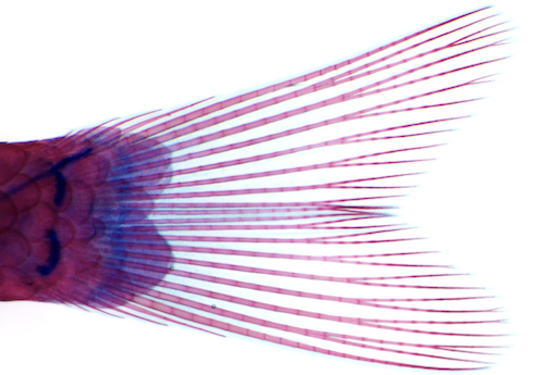 fin shape