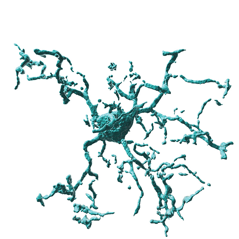 Imaris 3D reconstruction of a microglia
