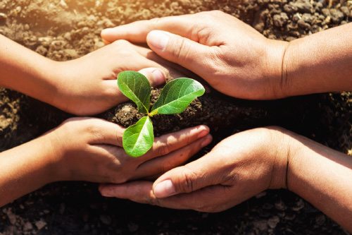 The hands of an adult and a youth packing soil around a three-leaved seedling