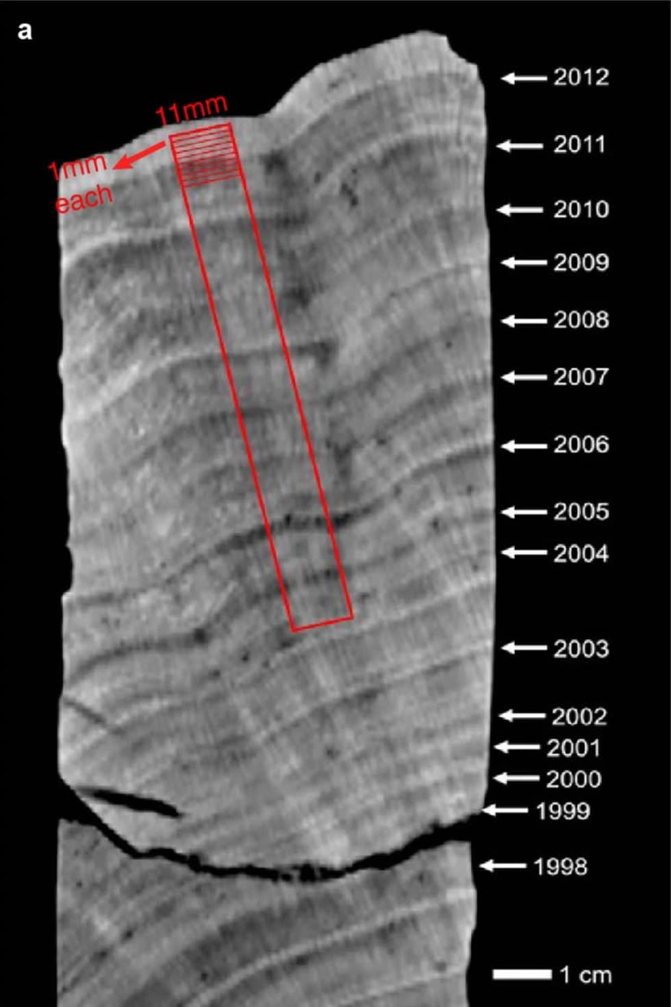 x-ray image of the coral sample used in the study.