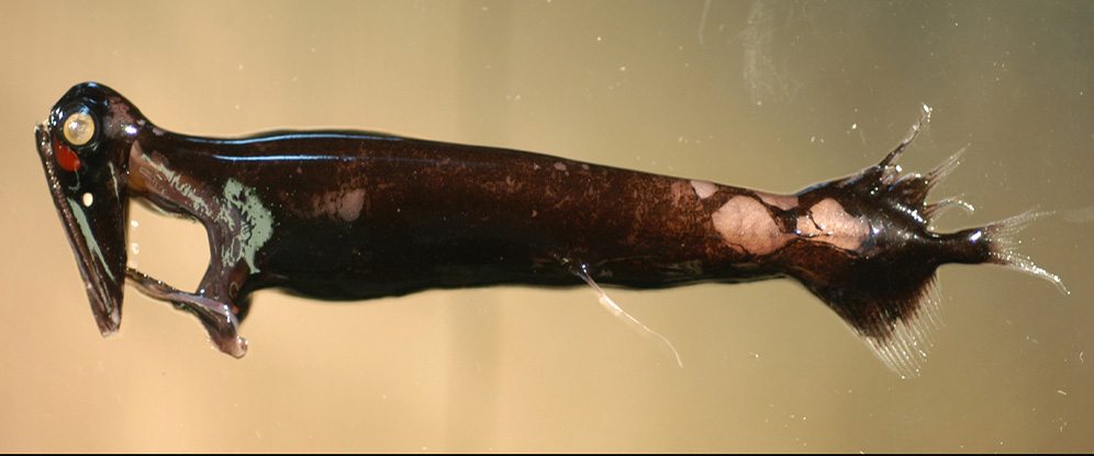 A deep-sea dragonfish